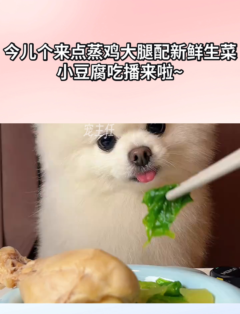 今儿个来点蒸鸡大腿配新鲜生菜,小豆腐吃播来啦~