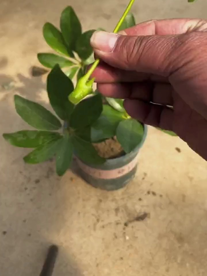 鸭掌木的扦插方法!