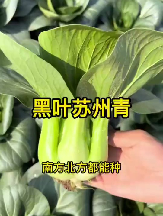 黑叶子的油菜,黑叶苏州青,肉厚梆脆