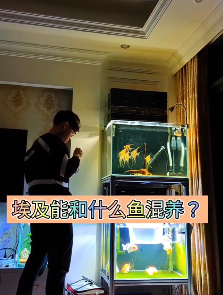 埃及神仙鱼能和什么鱼混养?其实能混养的还是不少,有躲避屋更好