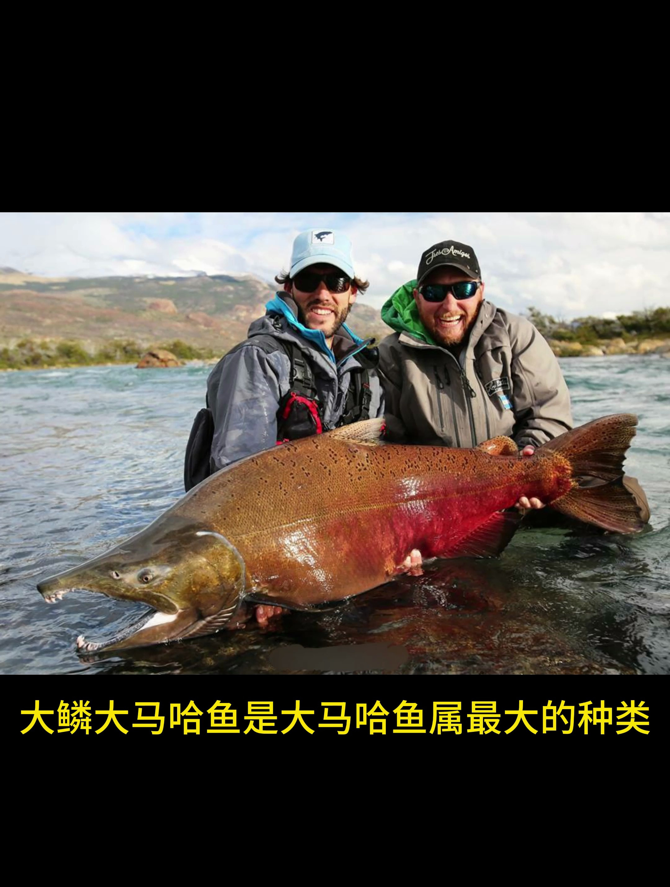 鲑科最大的洄游鱼类——大鳞大马哈鱼