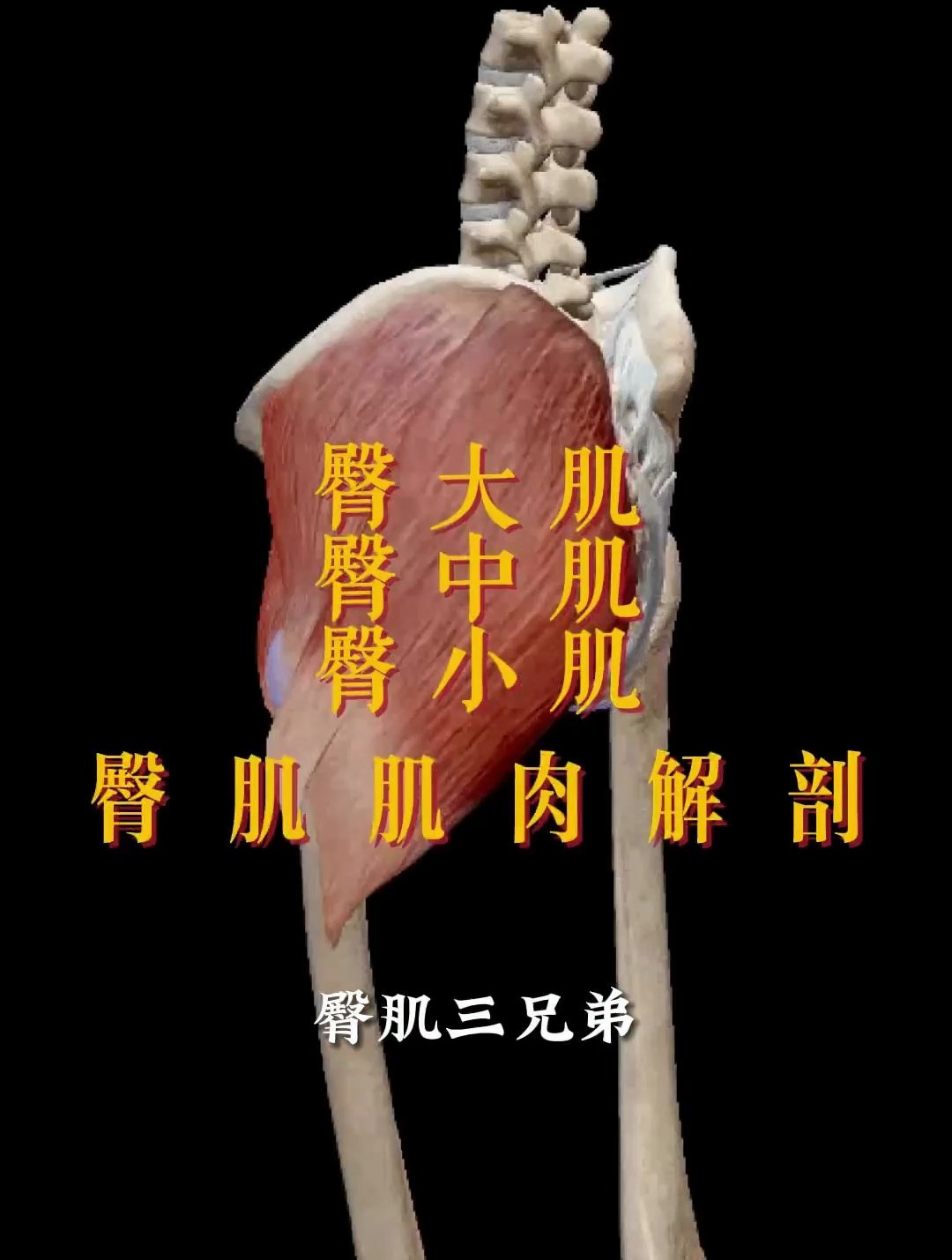 臀肌肌肉解剖讲解