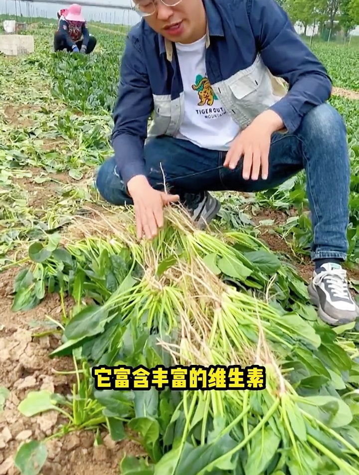 9月过后种菠菜,选好品种是关键,“大叶”和“小叶”差别大了!