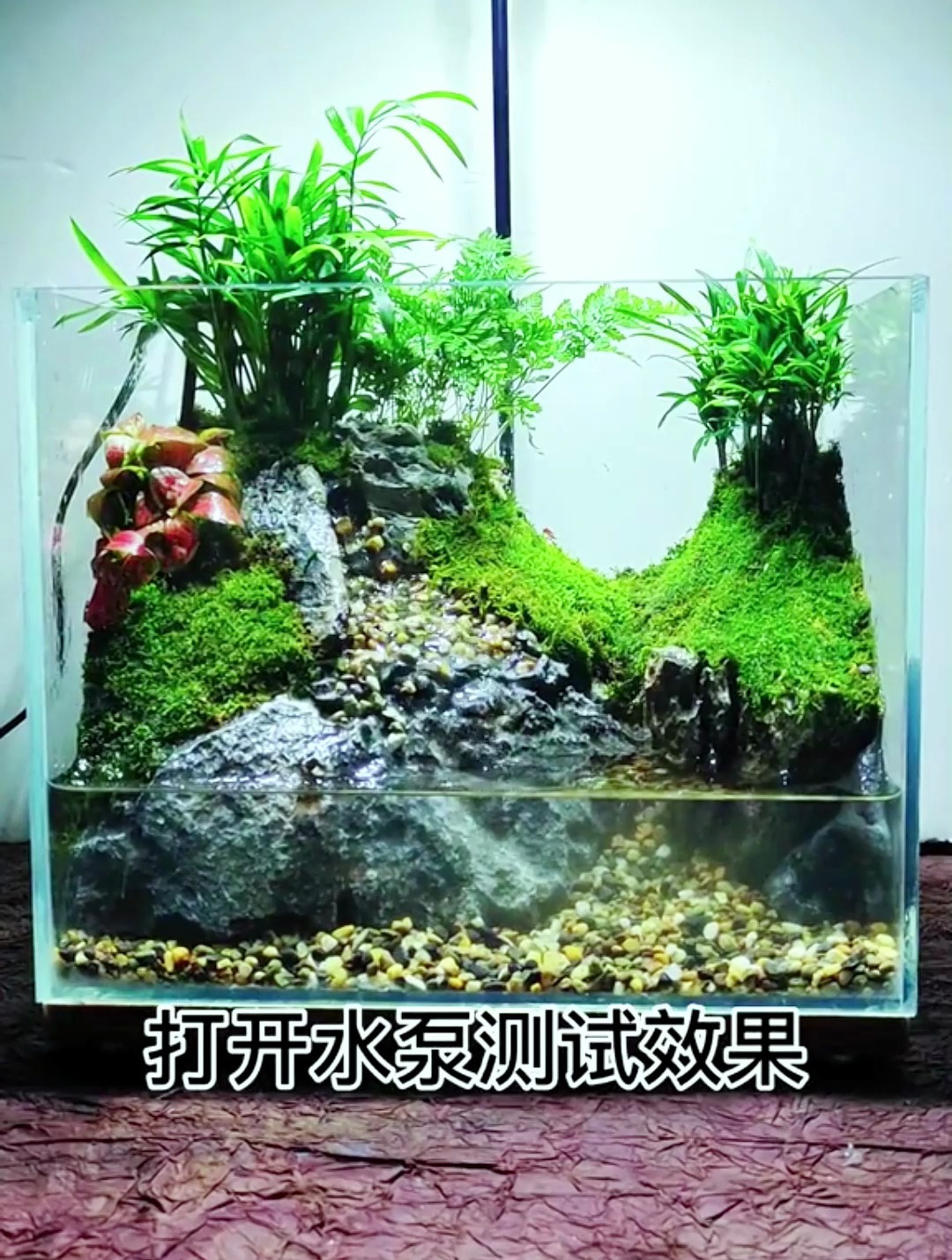 老旧鱼缸改水陆缸!看到最后你家的旧鱼缸将不在孤独落灰了!