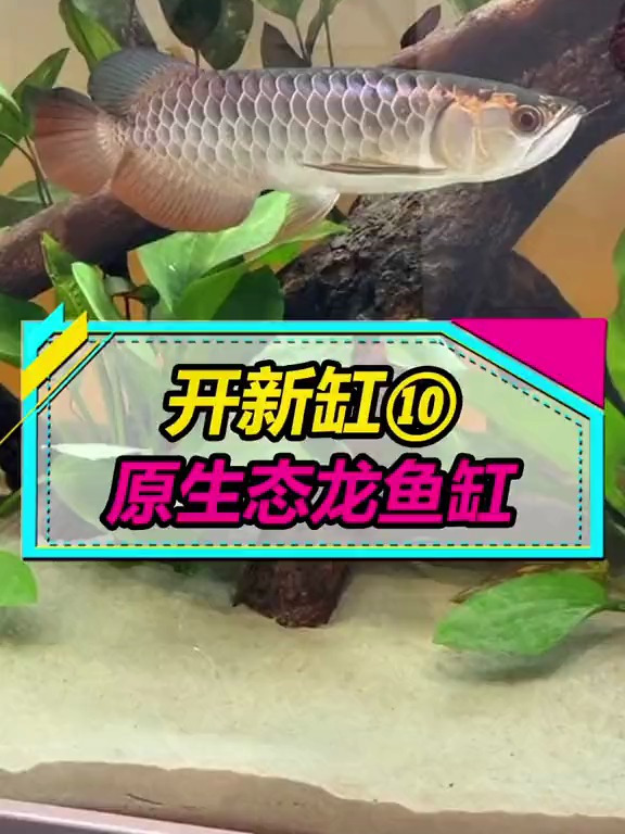 红龙鱼养在冰箱里了,开一个原生态龙鱼缸养金龙鱼!