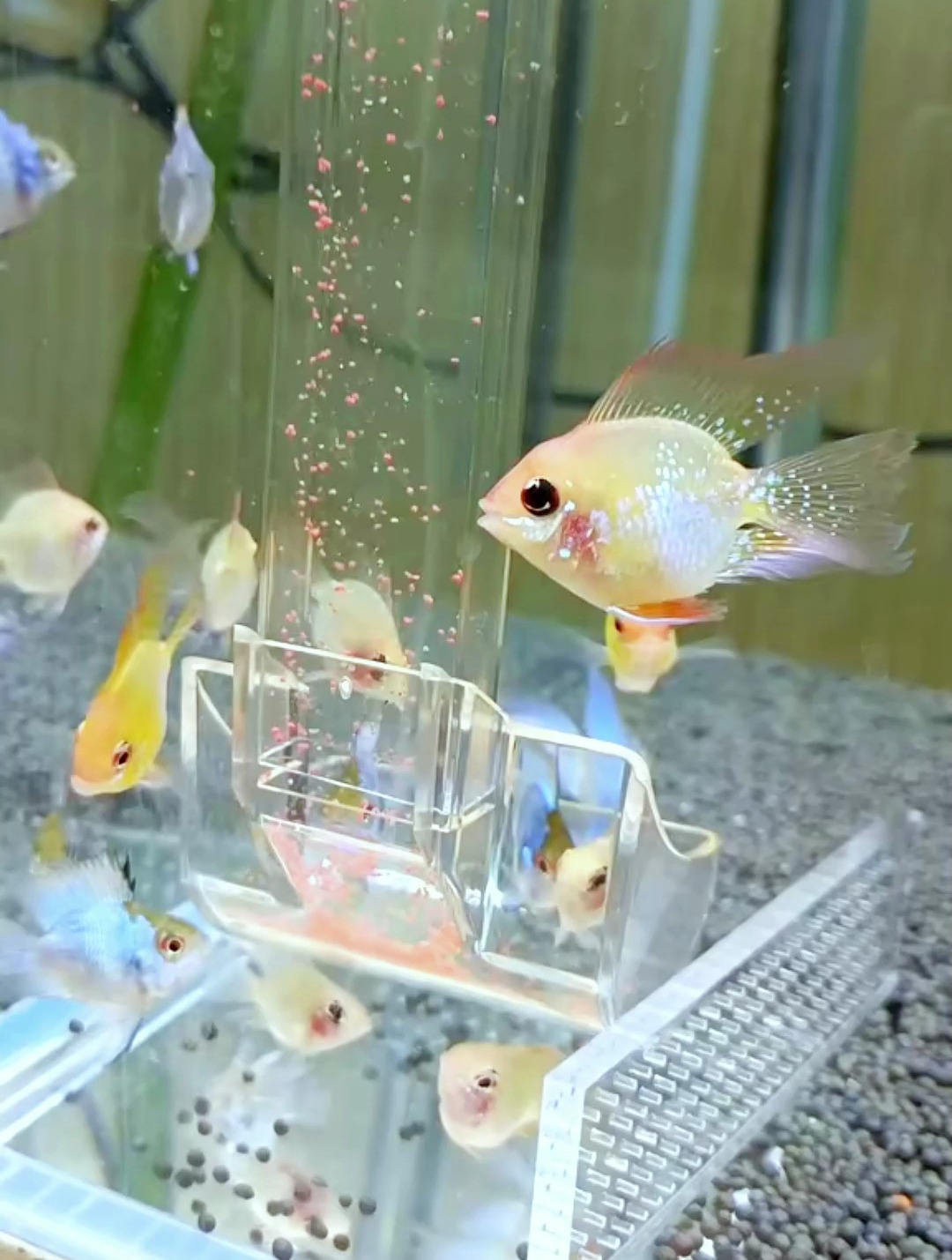 想要鱼儿定时定点吃饭?那就试试水族达人都在用的喂食器吧!