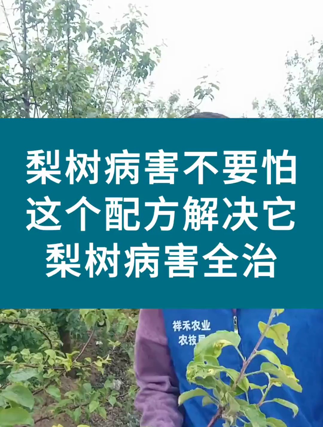梨树各种病害预防和治疗,不知道梨树是什么病害,就用梨菌清