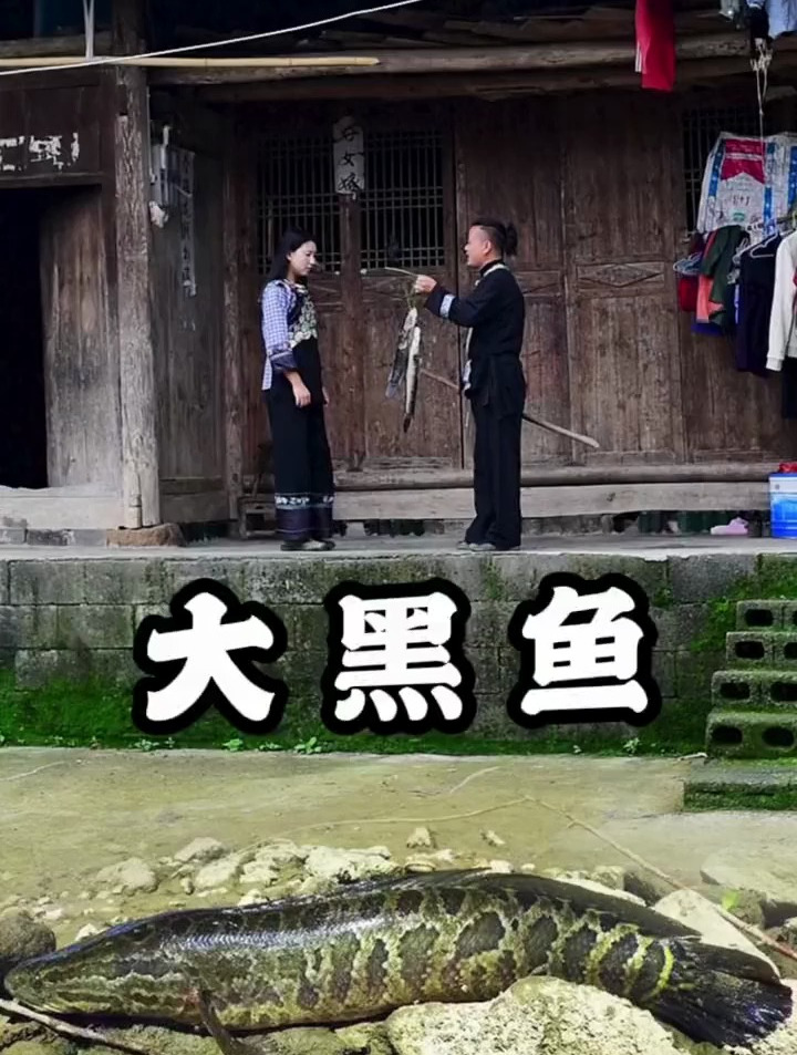 这样的鱼,我们这边叫黑鱼也叫财鱼