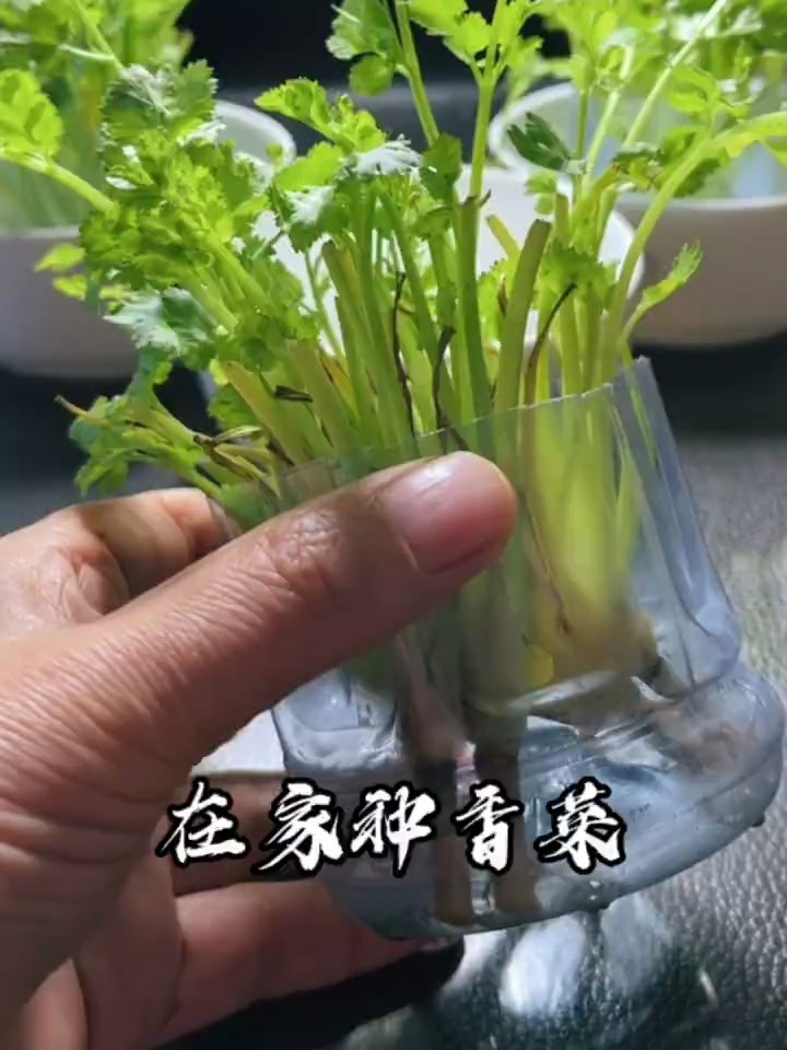 香菜根以后你别扔了,像我这样做水培香菜