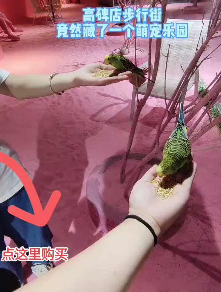高碑店步行街竟然藏了一个萌宠乐园 你去过了吗?