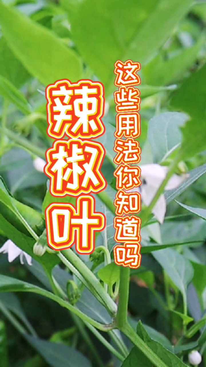 辣椒叶的厉害用途你知道多少?这十大用法你都学会,一定可以为家里省下不少钱!