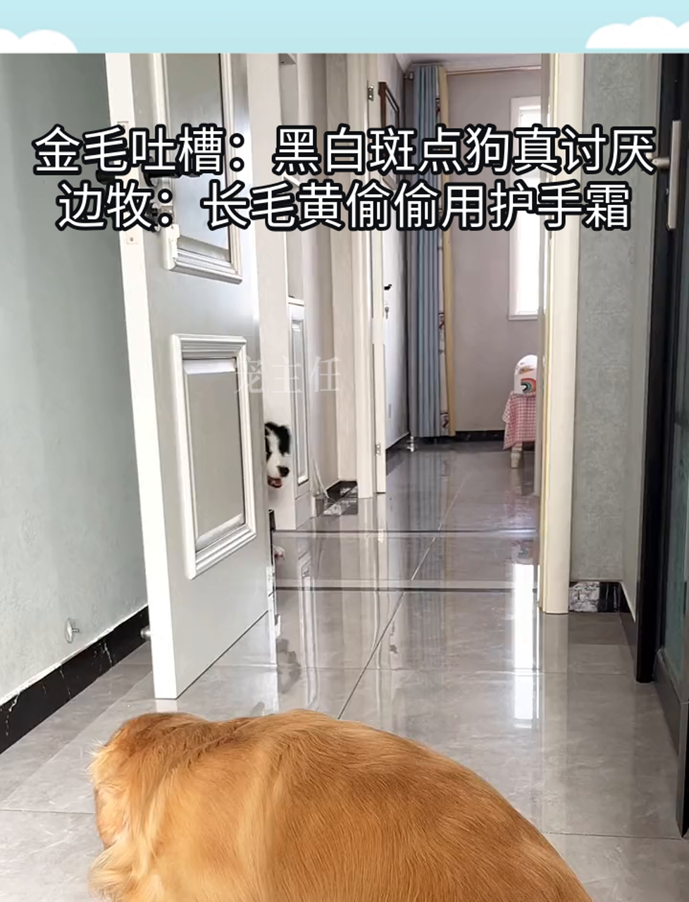 金毛吐槽:黑白斑点狗真讨厌,边牧:长毛黄偷偷用护手霜