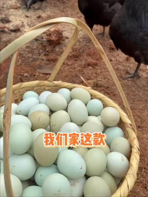 正宗绿壳蛋农家散养乌鸡蛋
