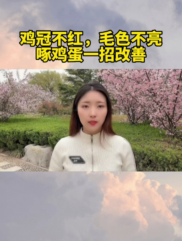 鸡冠不红,毛色不亮 啄鸡蛋一招改善