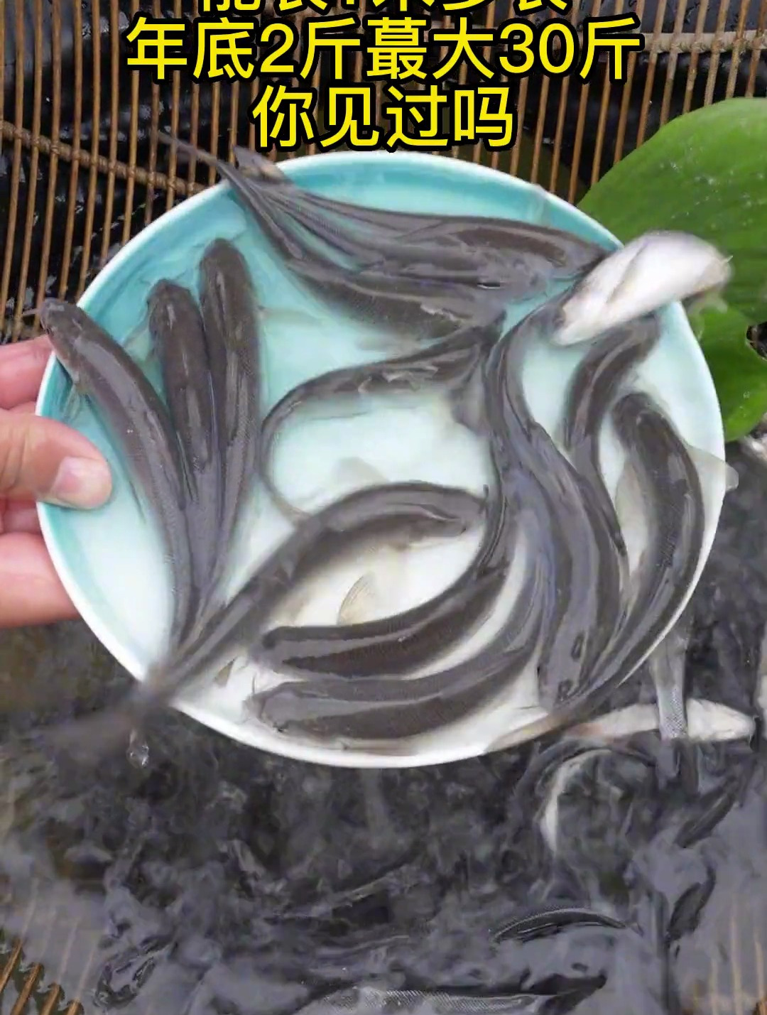 这是一种大型草食性鱼类,淡水银鳕鱼又叫大鳞鲃鱼