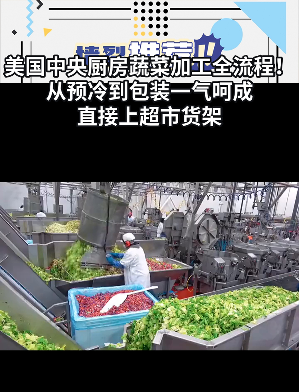 美国中央厨房蔬菜加工全流程!从预冷到包装一气呵成,直接上超市货架