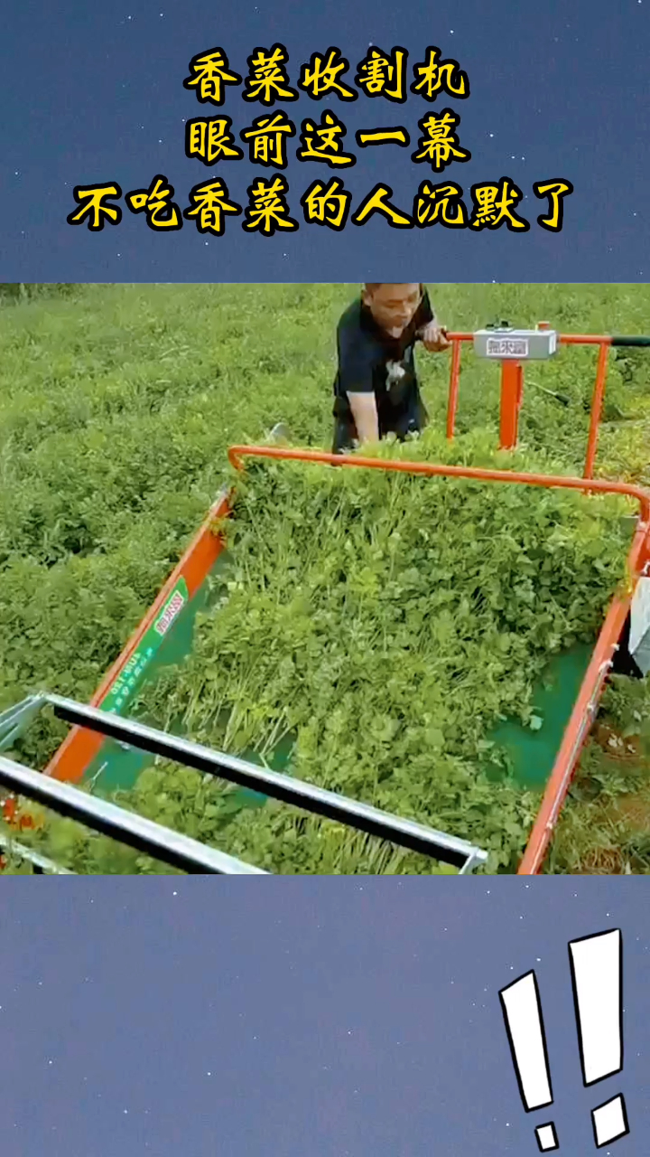 香菜收割机,眼前这一幕,不吃香菜的人沉默了!
