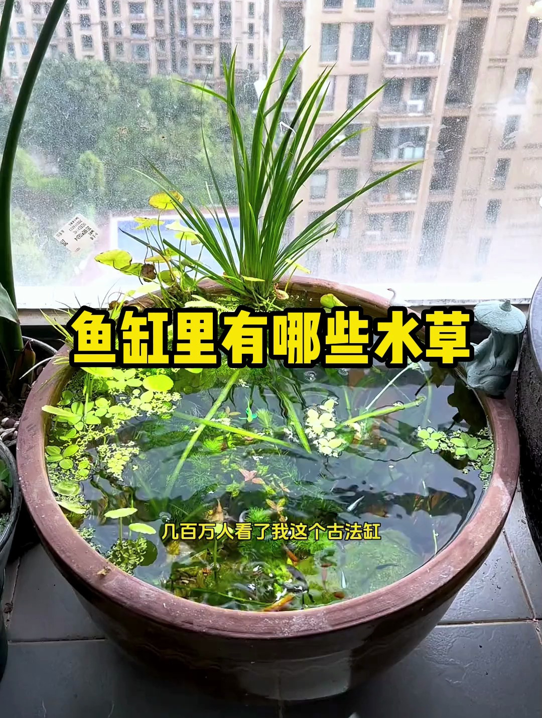 鱼缸有哪些水草?今天就大家来盘点一下!