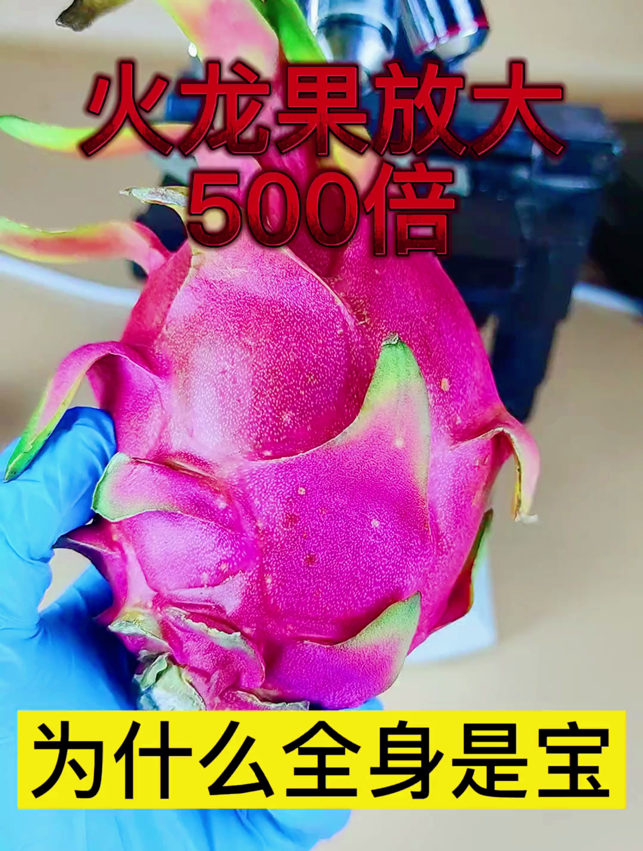 火龙果放大500倍.为什么全身是宝