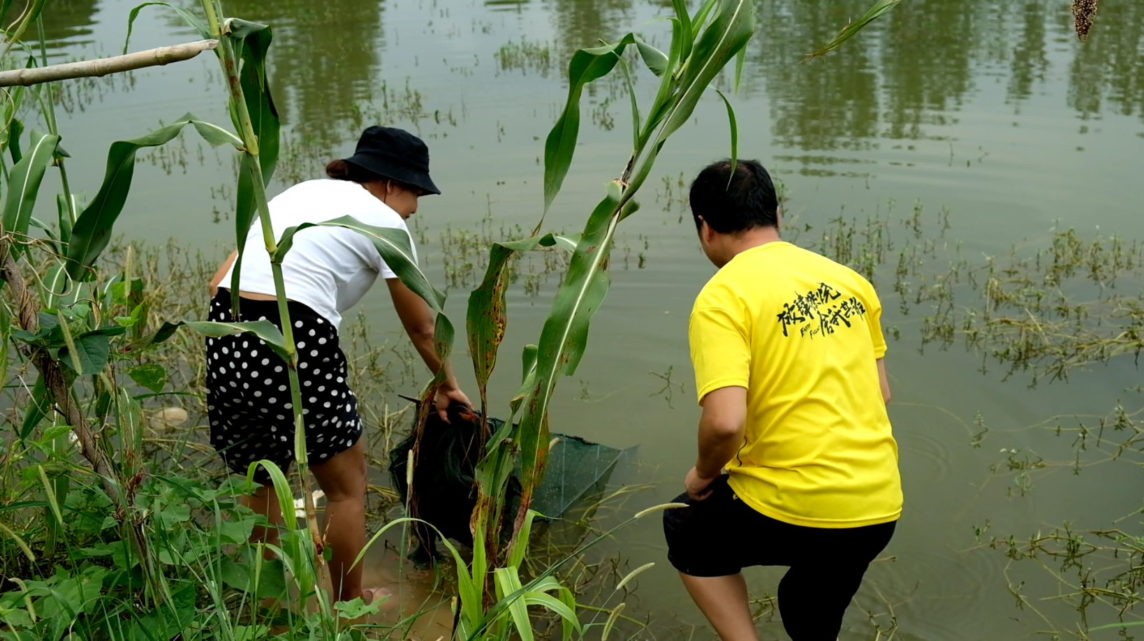 八妹往水塘里下了个地笼 一网拉上来全是小虾 回家做一顿丰盛虾宴