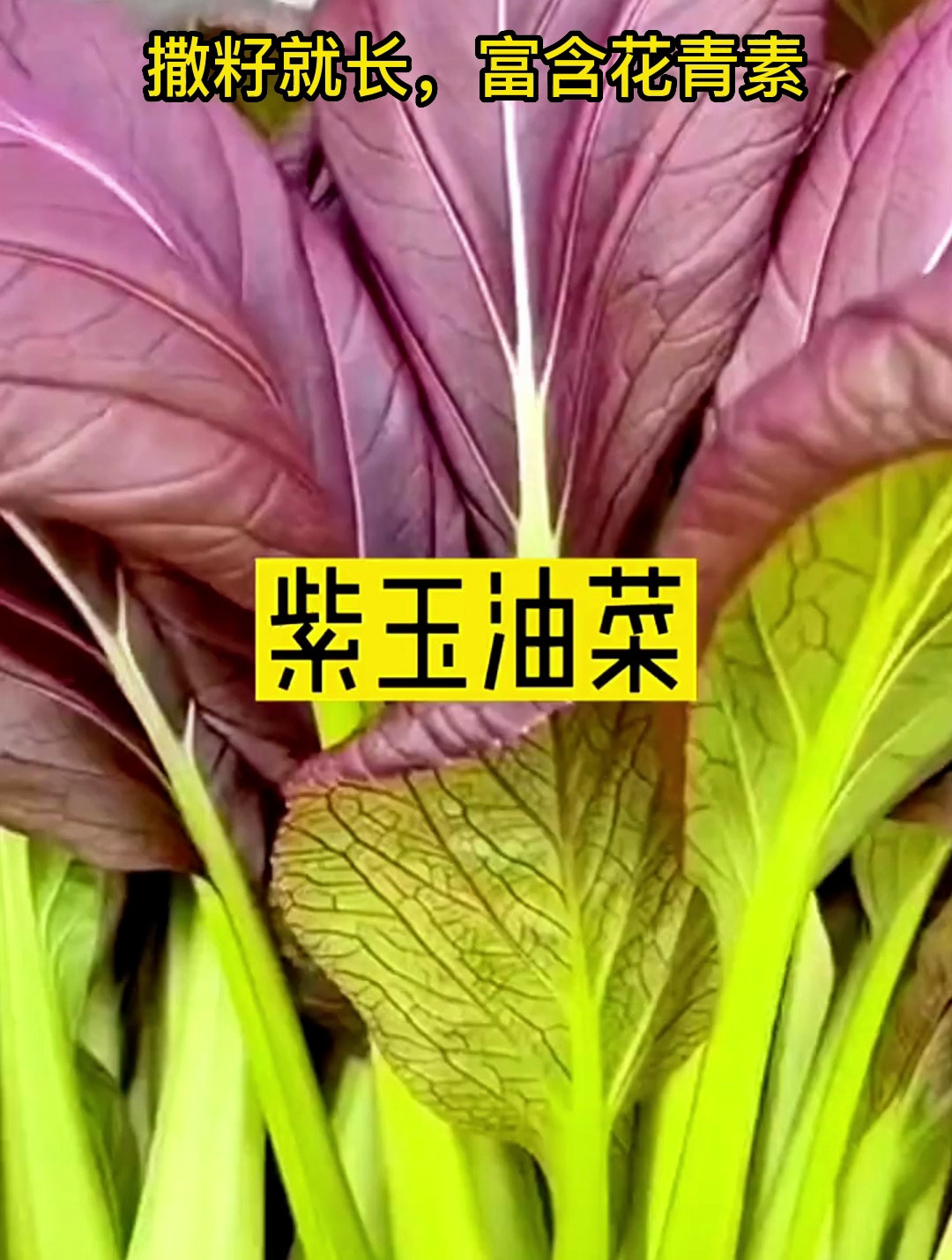 这款紫色的小油菜,好看又好吃,营养丰富,在家撒籽就能长