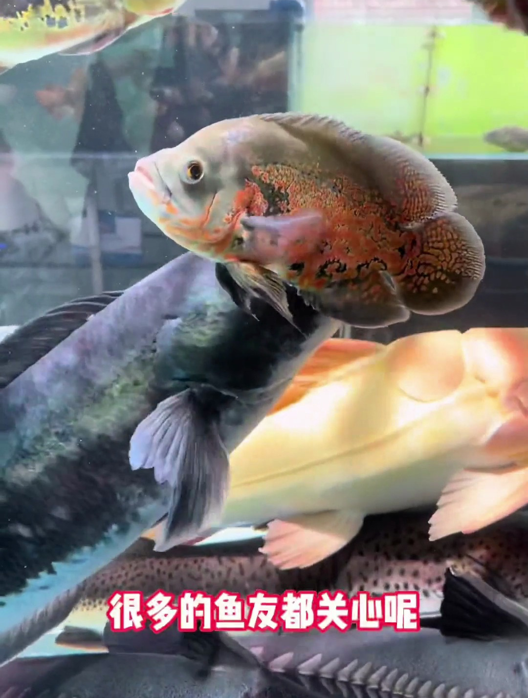 热带鱼观赏鱼 型鱼混养