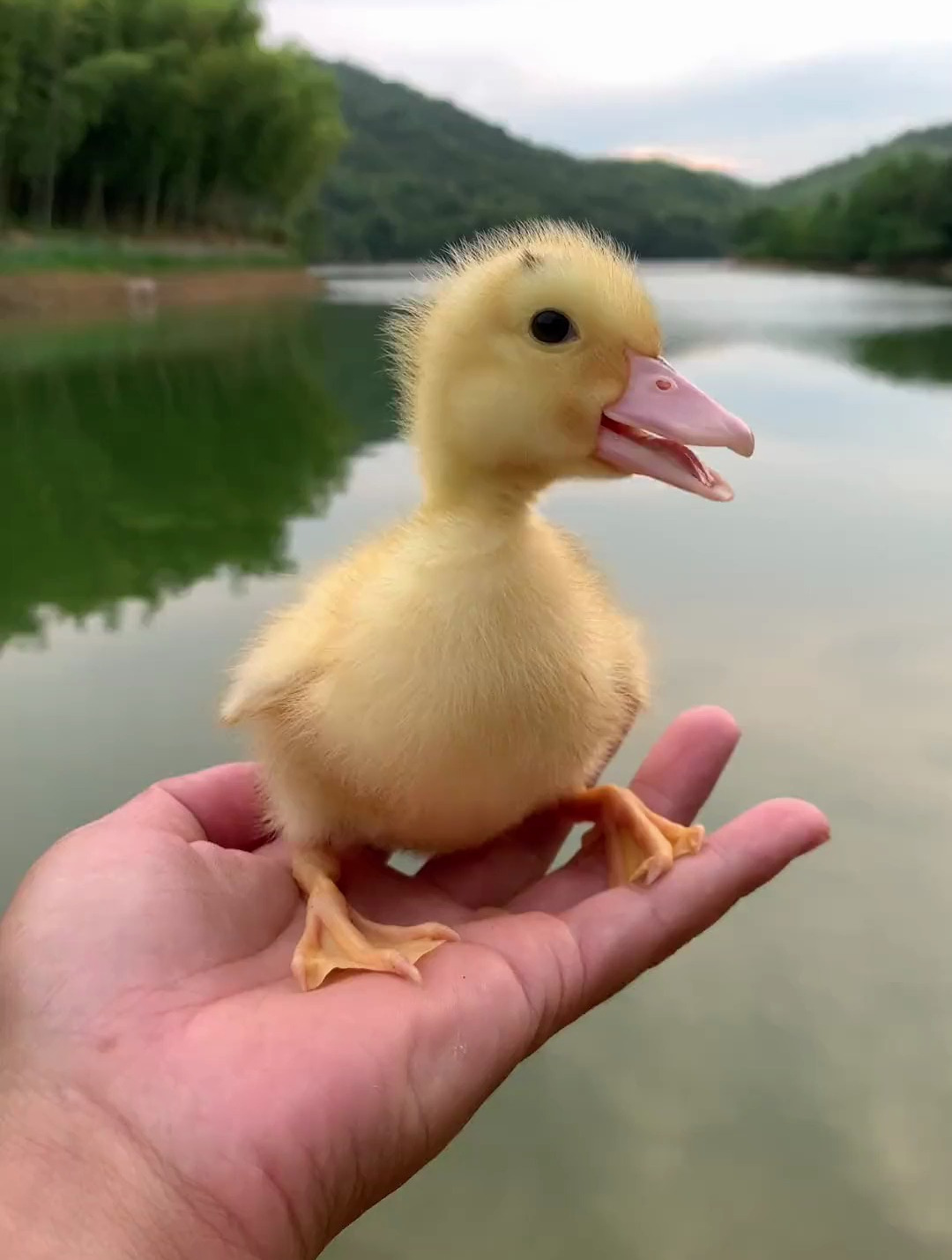 带可爱的小鸭子来游泳咯