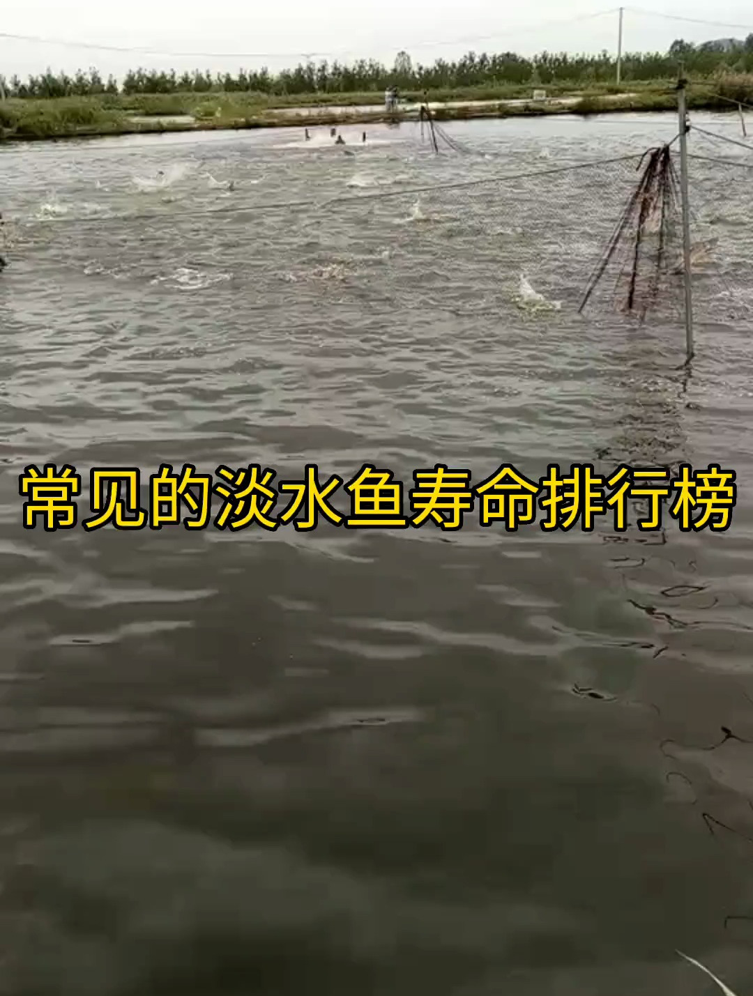常见的淡水鱼排行榜你知道吗?分享水产养殖技术