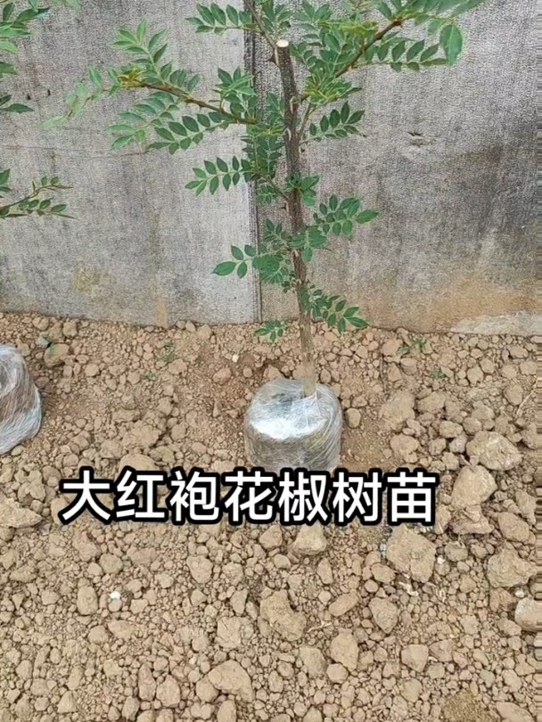 大红袍花椒树,结果多产量高,南北方都能种