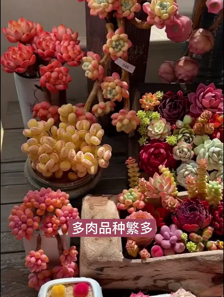 这些多肉你认识吗?