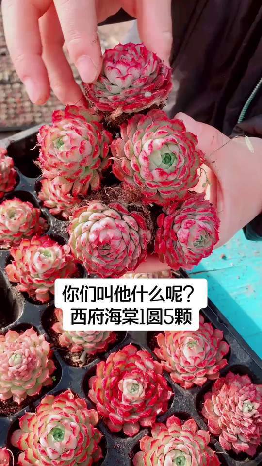 红宝石般的多肉,大自然的温柔拥抱