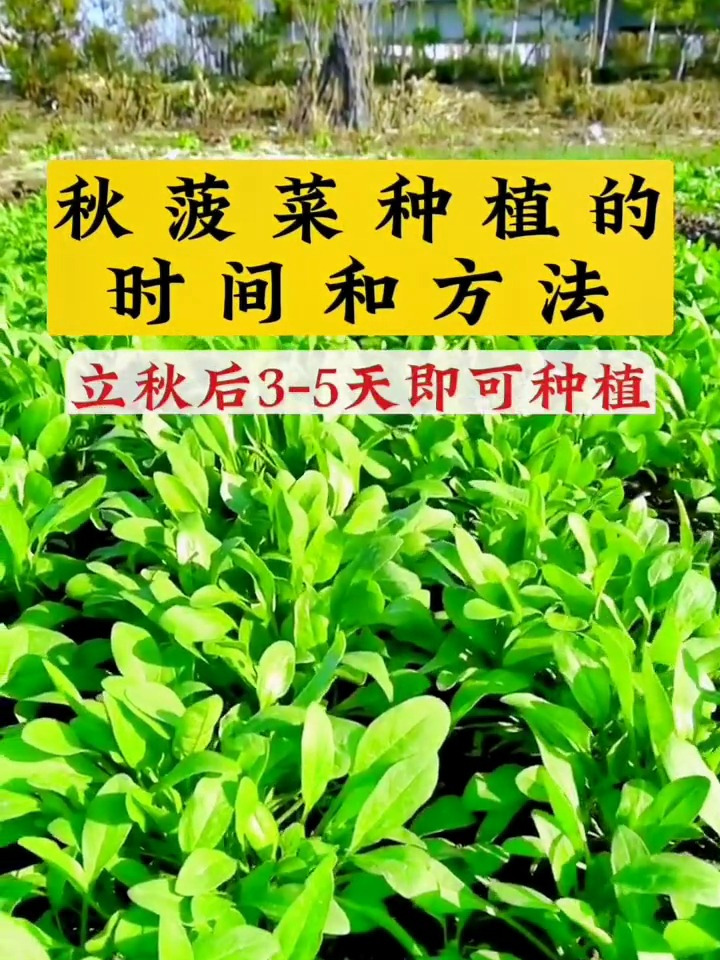 菠菜种植的时间和方法