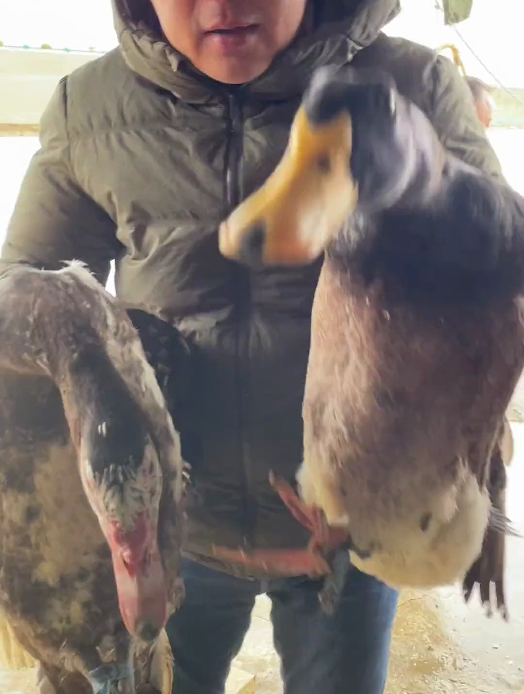 南京 必须要有麻鸭