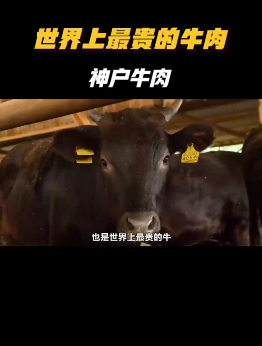 世界顶级神户牛肉,是怎么炼成的