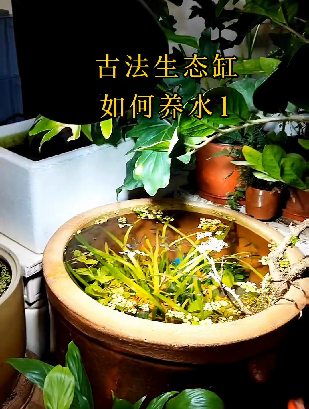 古法生态鱼缸应该如何养水