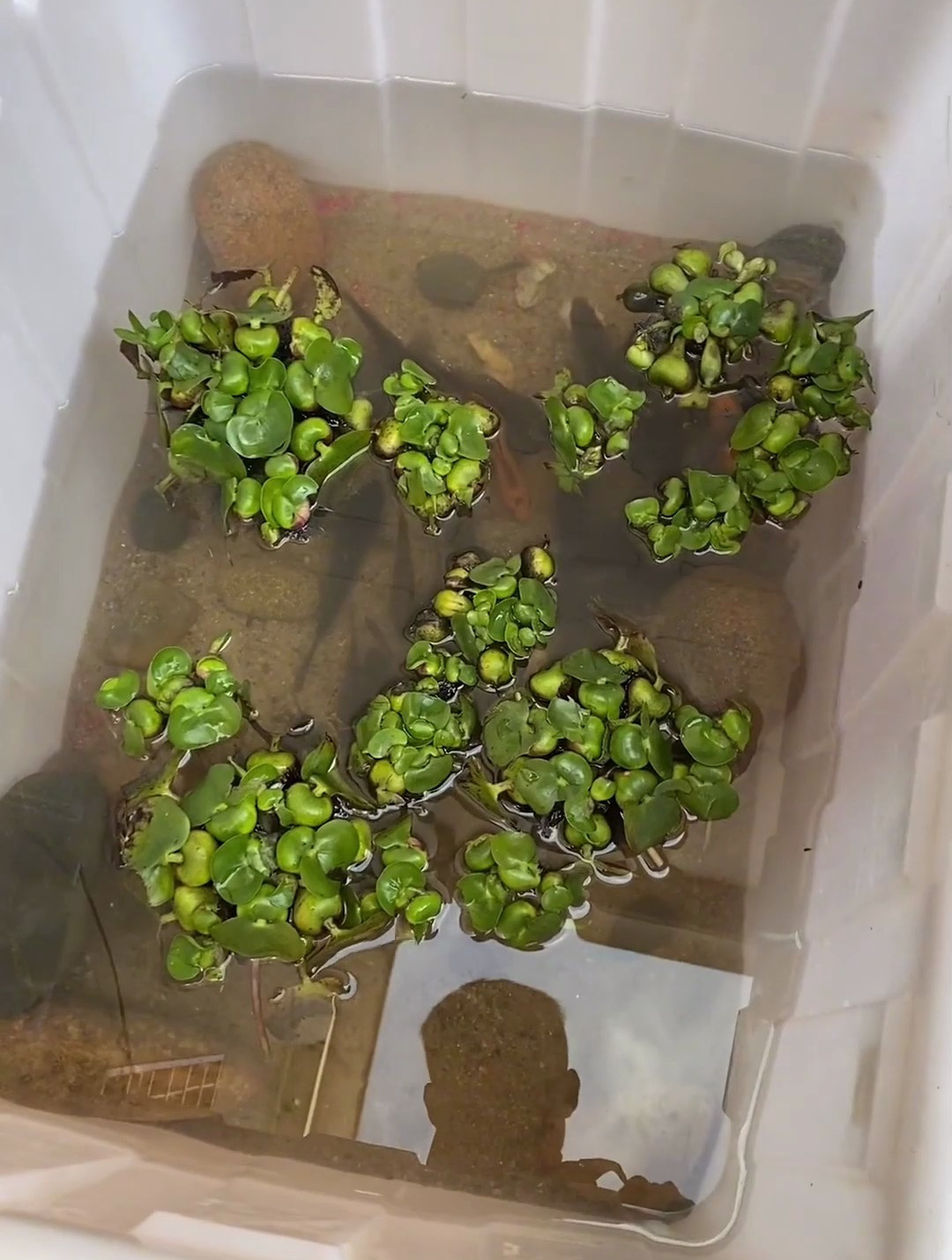 真实户外 野生河虾