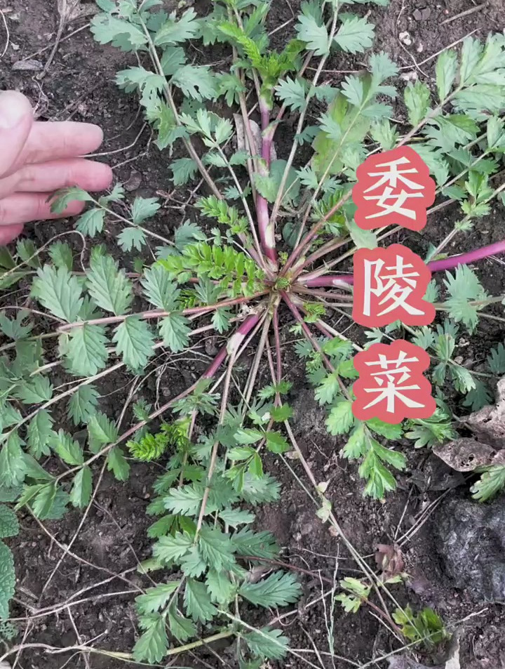 委陵菜,别名老牛筋,秋季和春季采挖幼苗可食用
