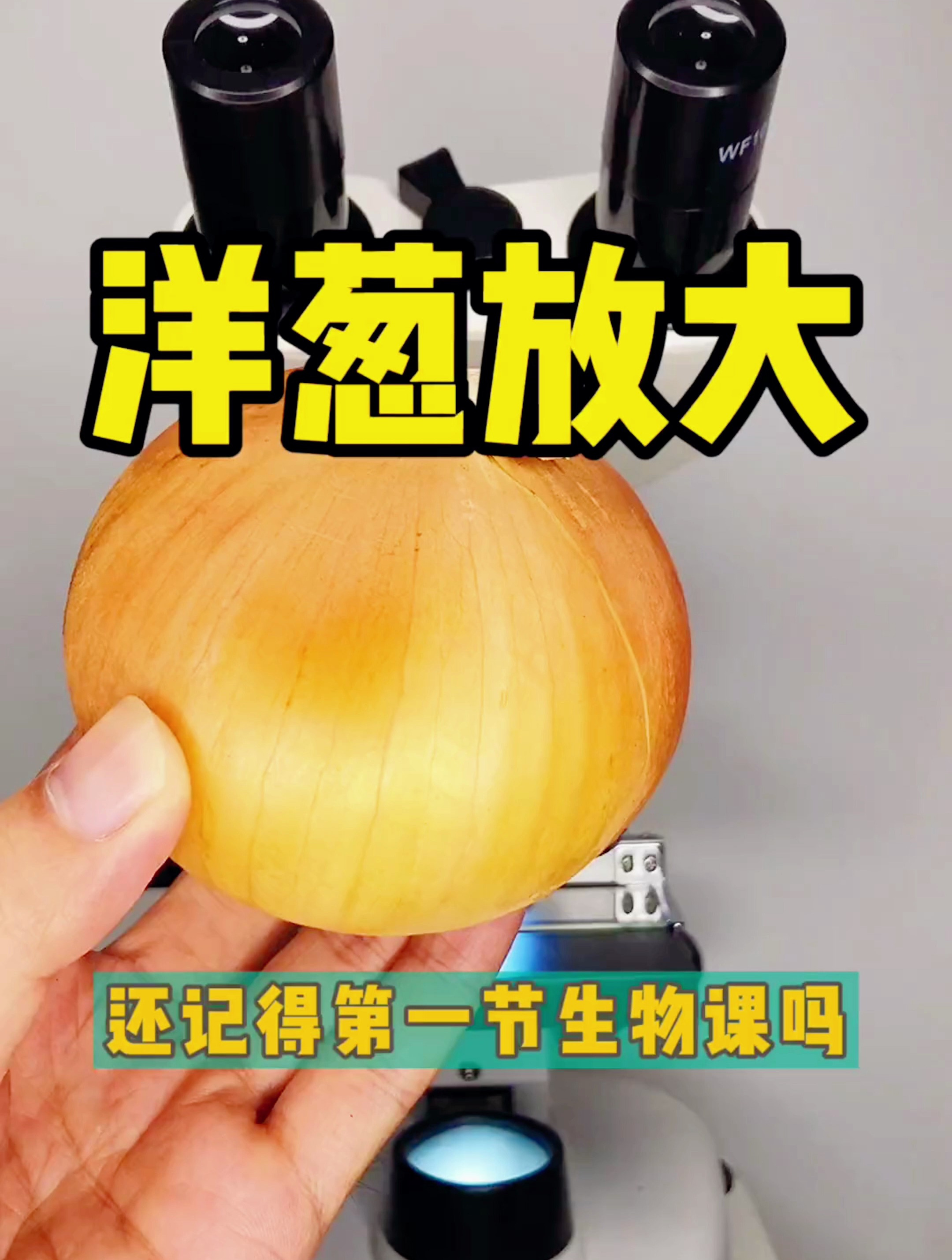 洋葱表皮细胞!还记得洋葱表皮细胞吗?城墙般的细胞