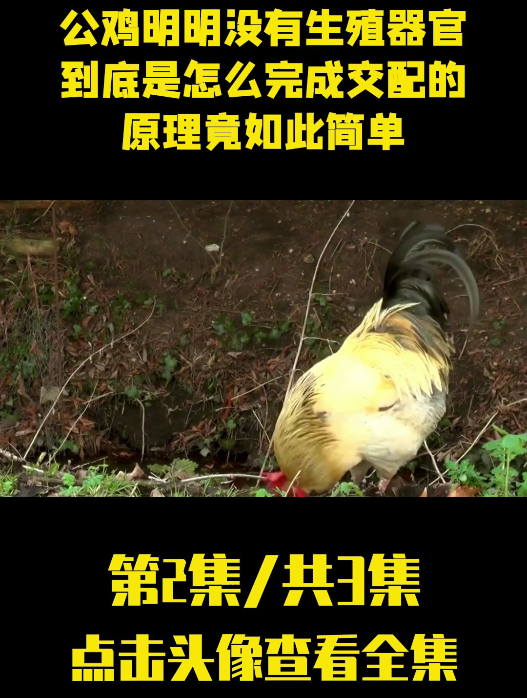 公鸡明明没有生殖器官,到底是怎么完成交配的?原理竟如此简单