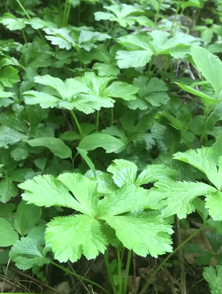 野芹菜:野芹菜种类繁多,碗芹也是可以吃的哦!