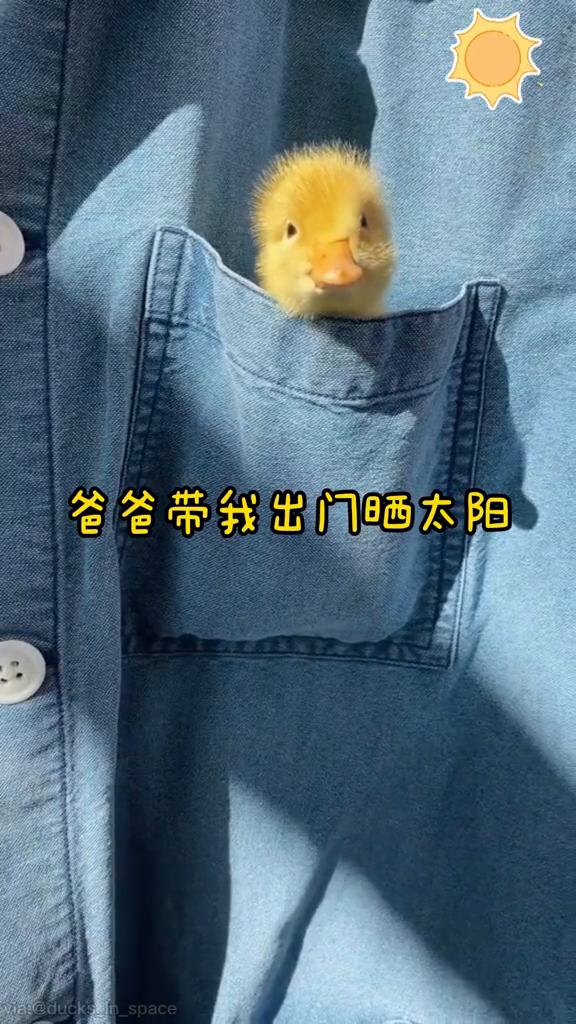 小鸭鸭能有多可爱……
