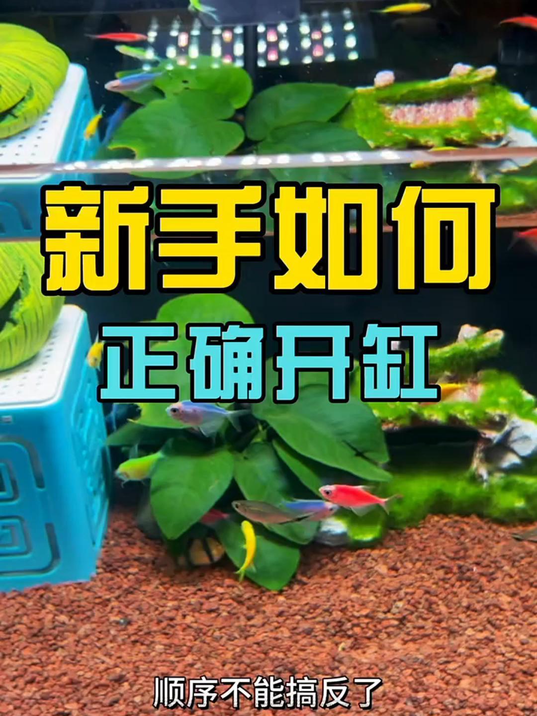 新手必学!超简单开缸养鱼秘籍,三天就能放鱼啦!