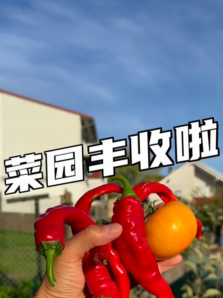 在德国的中式菜园子今年丰收了