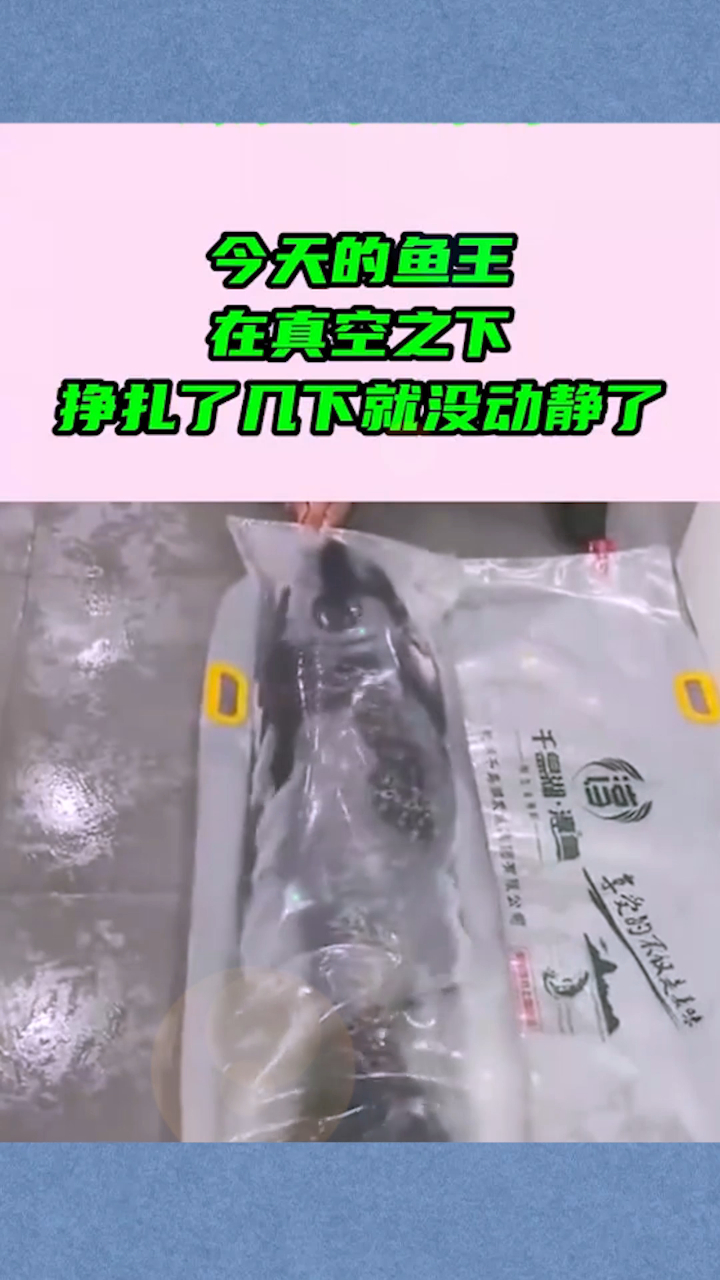 今天的鱼王,在真空之下,挣扎了几下就没动静了