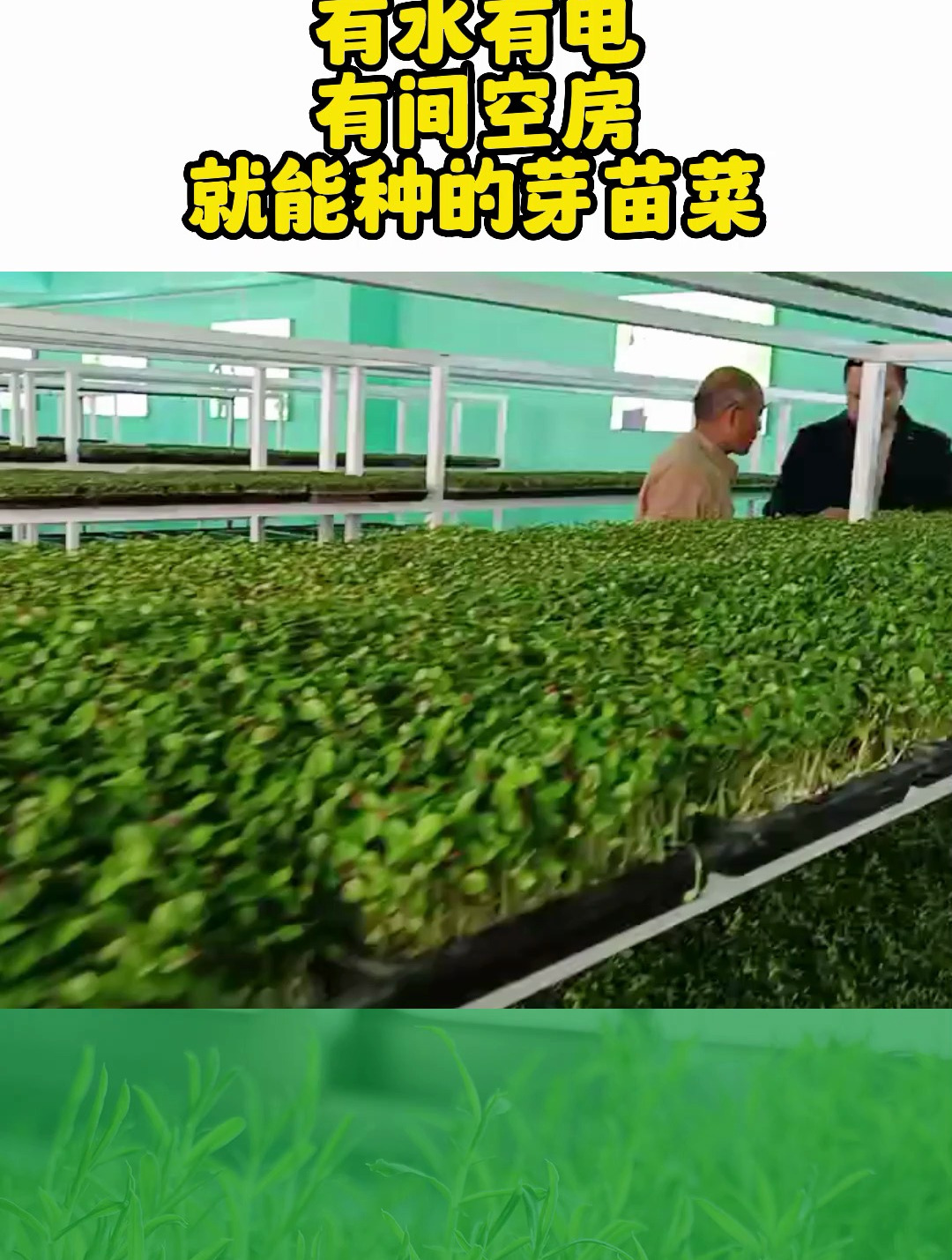 有水有电,有间空房,就能种植芽苗菜,一周左右出苗