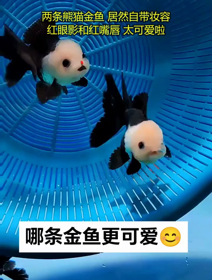 两条熊猫金鱼 居然自带妆容 红眼影和红嘴唇 太可爱啦