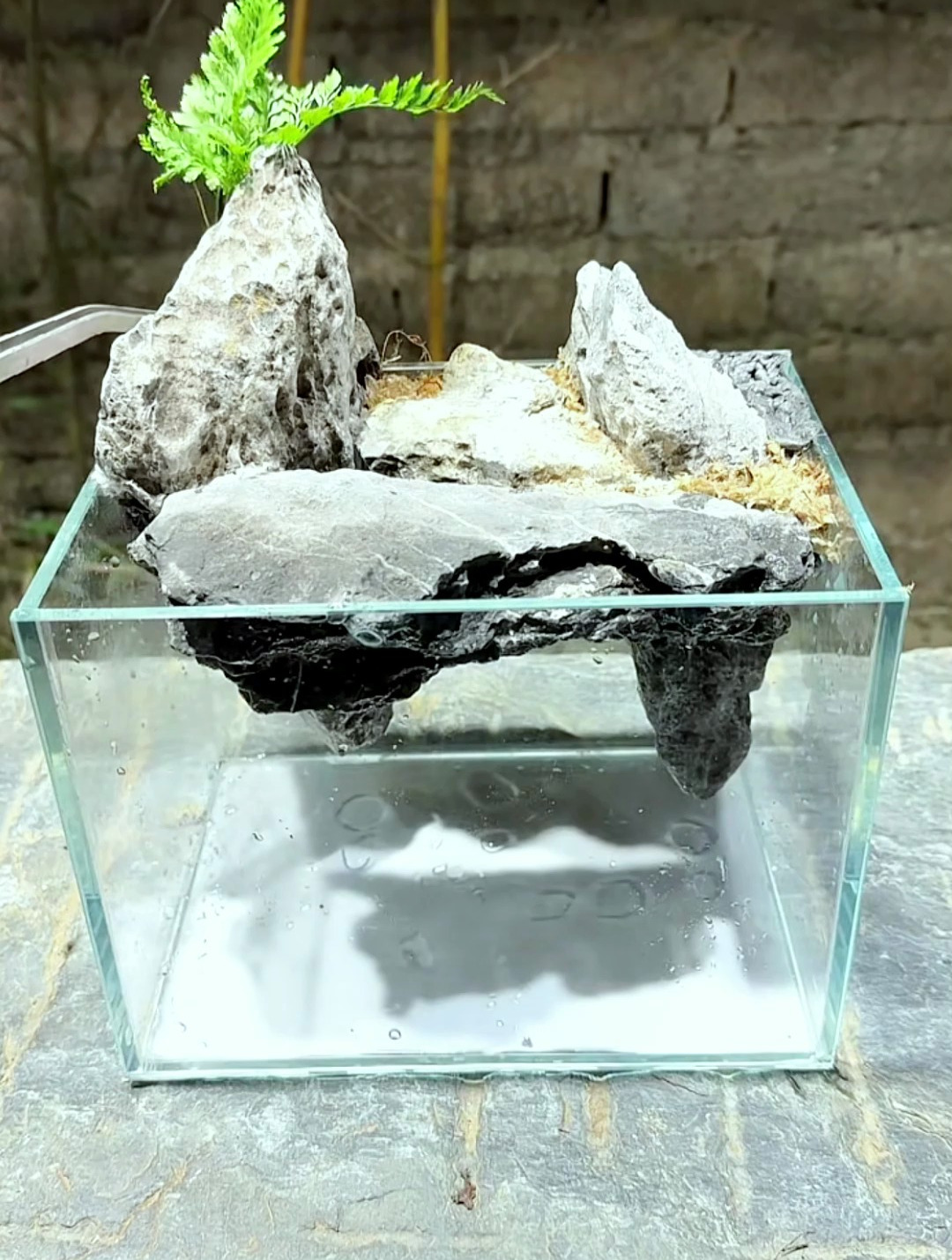 想要做个鱼缸造景?新手也能轻松学会!