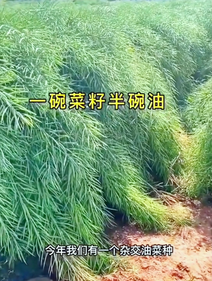 油菜籽种植如何提高发芽率?老农教你简单实用的方法,简单易学!
