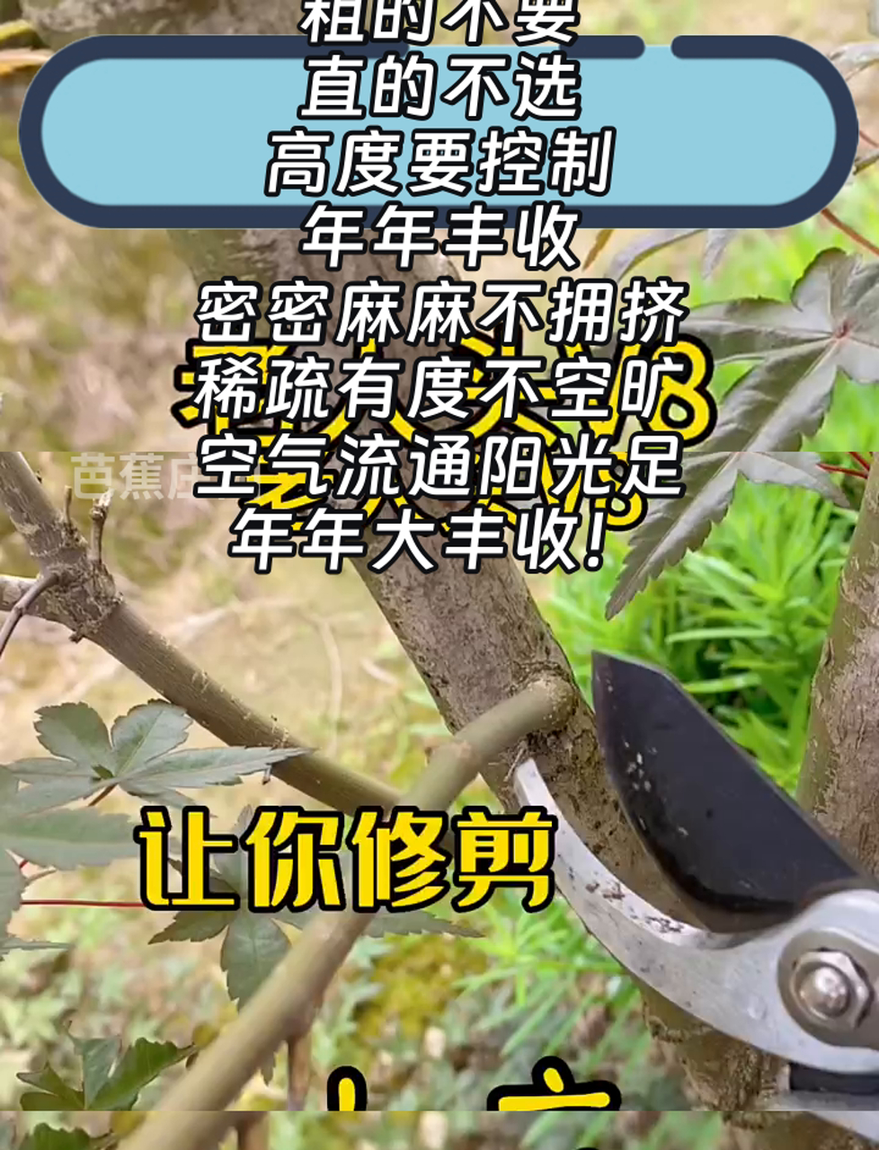 南边不选高,北边不挑低,东边挑低洼,西边选高地,粗的不要,直的不选,高度要控制,年年丰收,