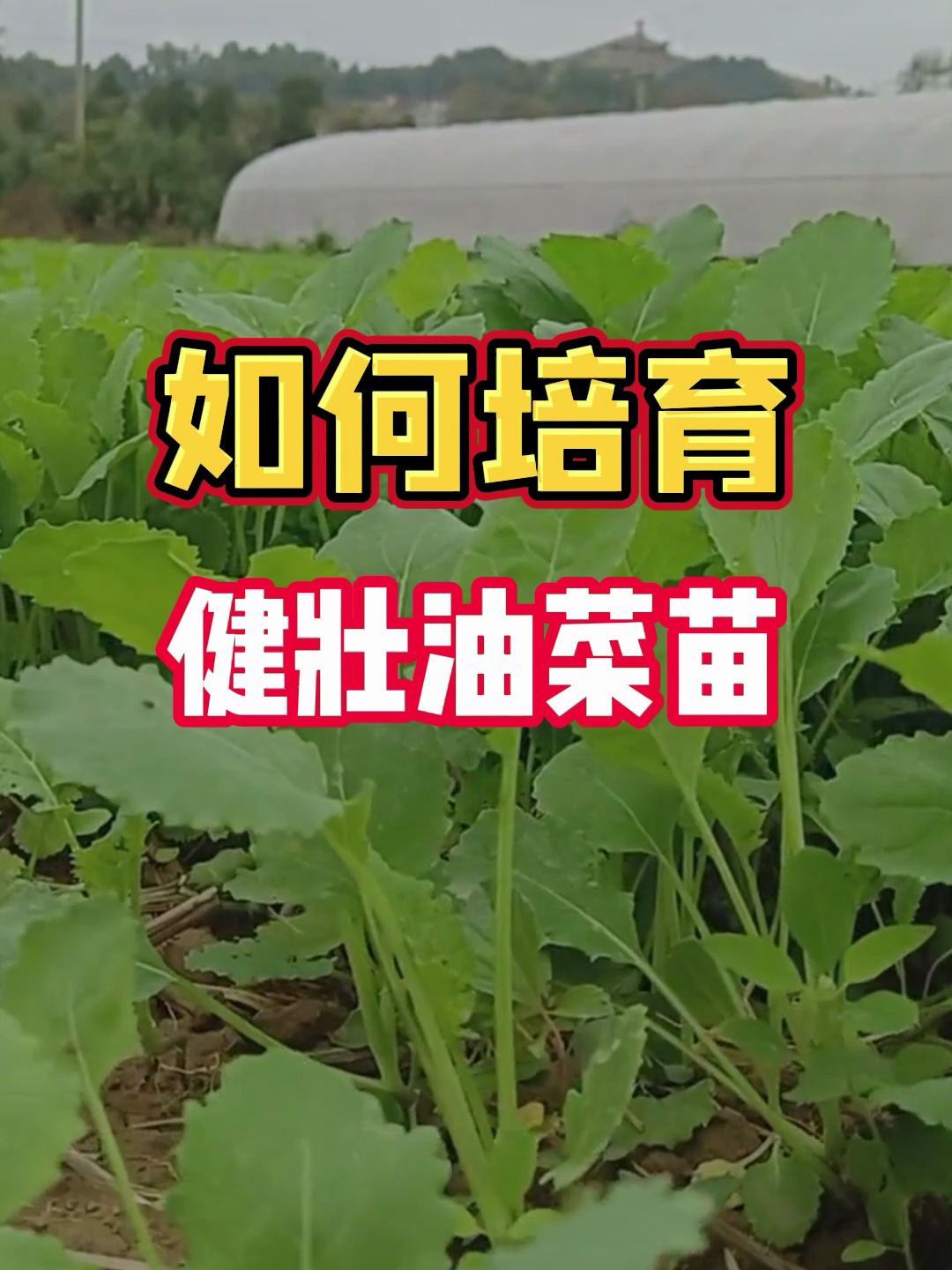 你还不会培育健壮的油菜苗吗?